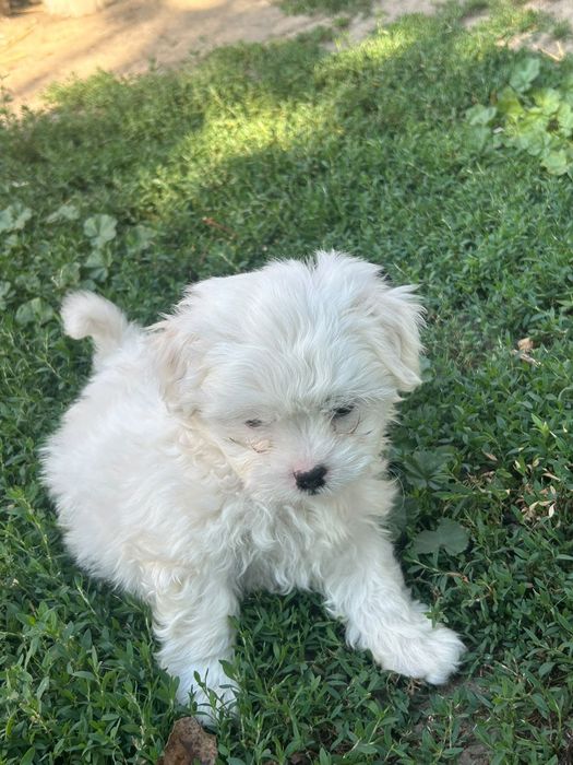 Donez căței bichon de 8 saptamini