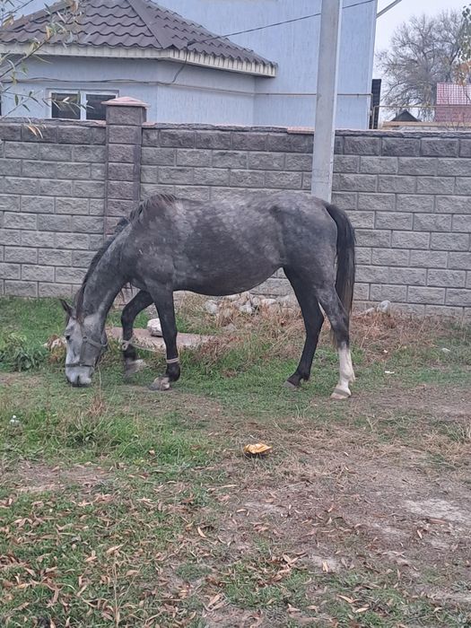 Бие сатылады, продам кобылу.