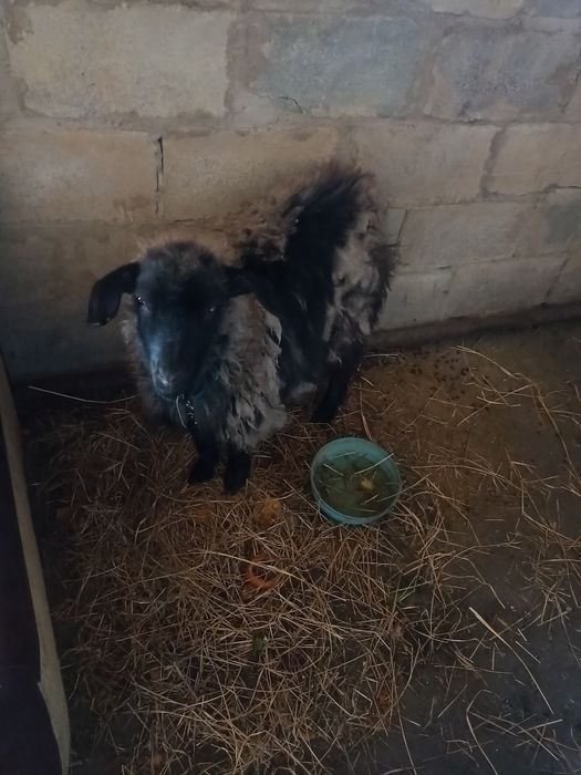 Животные козленок