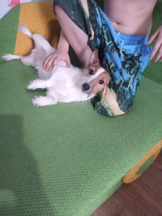 Отдам собачку Джек-Рассел Терьер