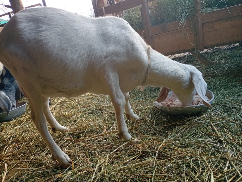 Продается англо -нубийская коза