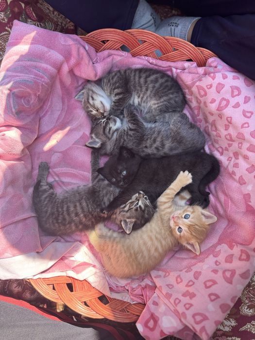 Mushuk hadyaga beriladi