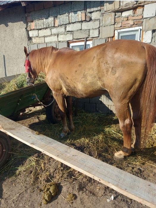 Vând cal castrat de 7 ani