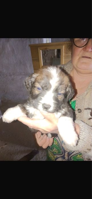 Помогите найти дом щенятам