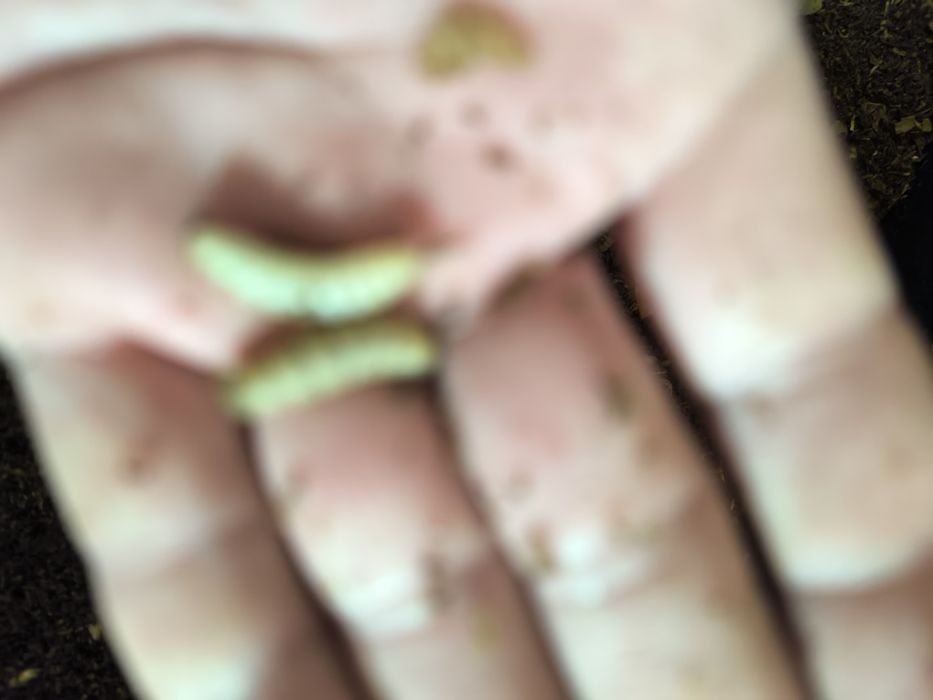 Опарыши мухи черная львинка