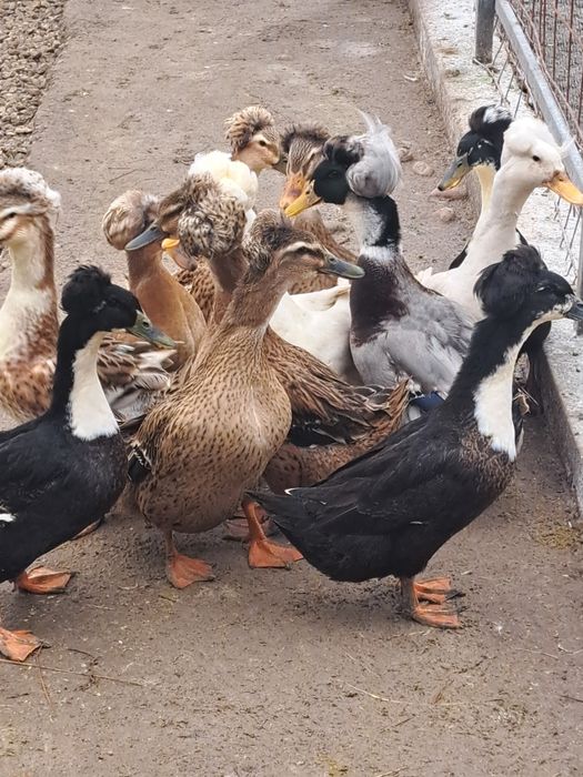 Vând ouă de Rată moțată