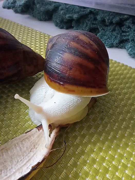 Улитки. Архахатина овум(альбиносы)