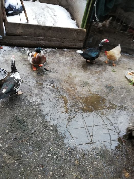 Гъски, пуйки, патици