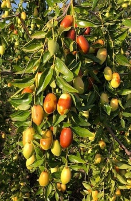 Pomi Fructiferi Exotici (Curmal Chinezesc )