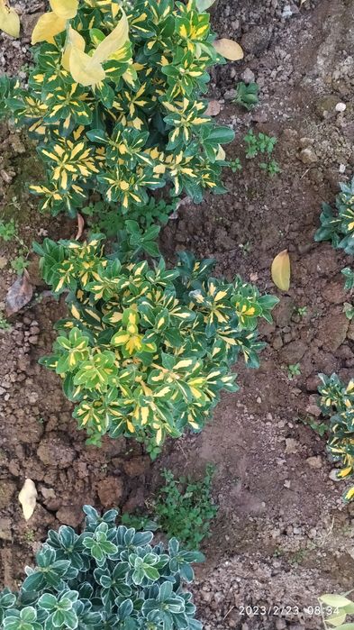 Birsklet  va shamshod. Va boshqa kochat