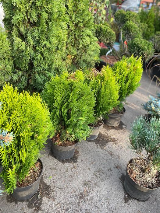 Туя Смарагд, туя с посадкой
