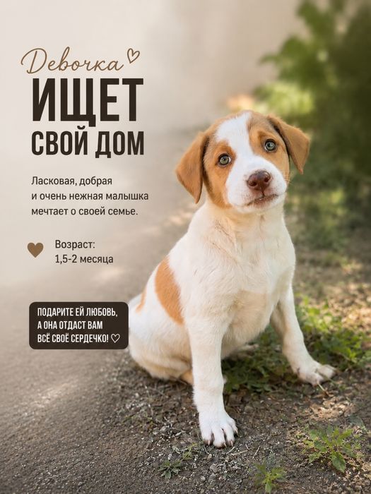 Очень нужен дом щенкам