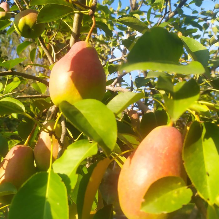 Продам грущи Талгарская красивица