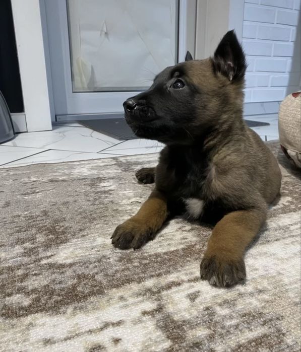 Щенки Бельгийской овчарки(Малинуа)