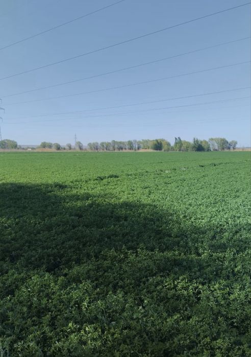 Семена люцерны! Жоңышқа тұқым