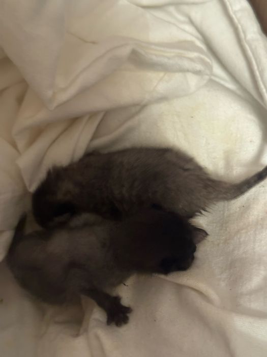 Отдам двух котят