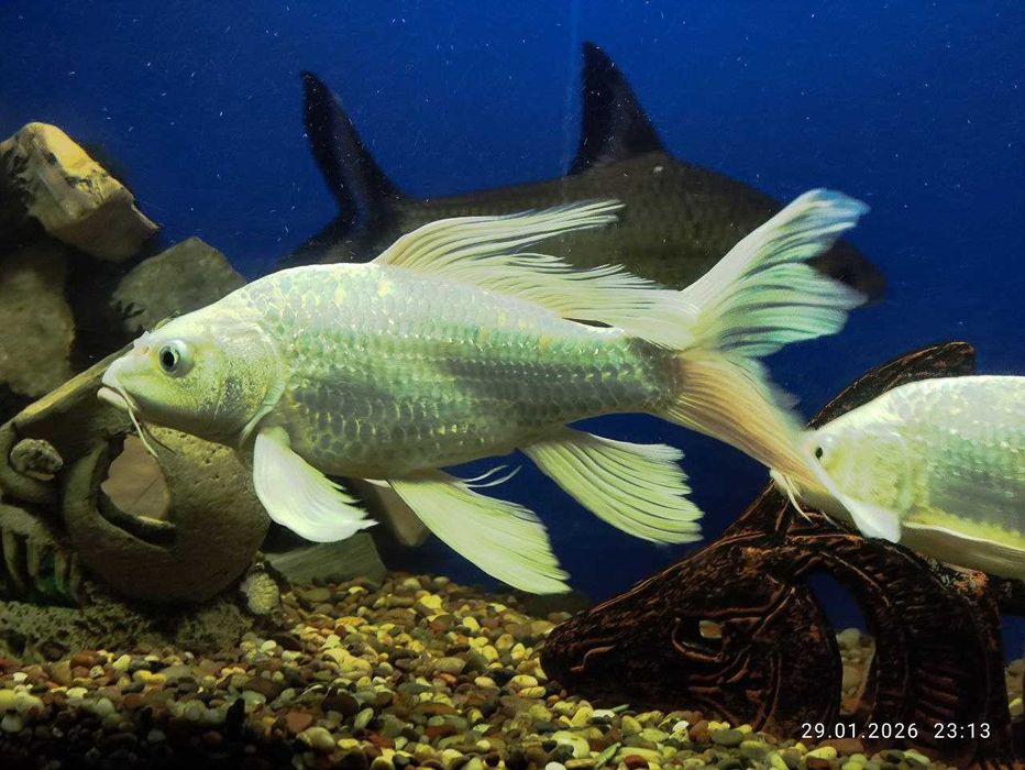 Коя Платинум сотилади 20-25см