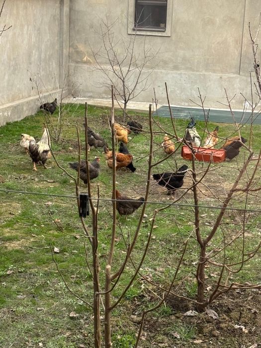 Продам домашних курей