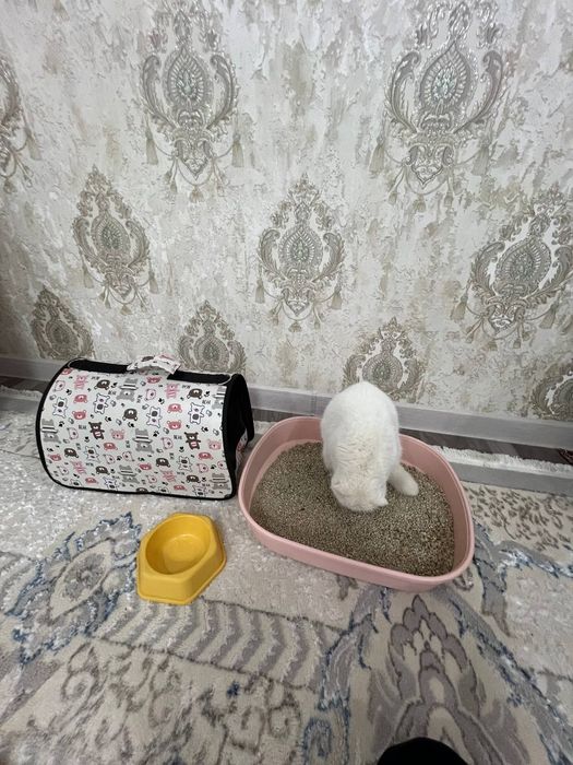 Zotdor Mushi sotiladi