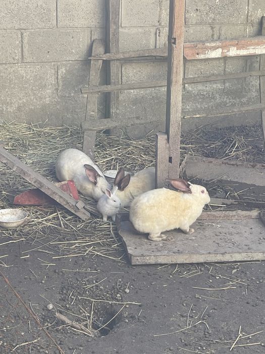 Продам кроликов ……………..