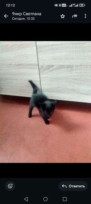 Котенок  1,5 месяца игривый, ждёт любящих хозяев