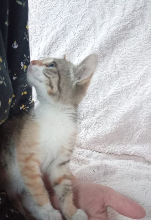 Отдам котят бесплатно