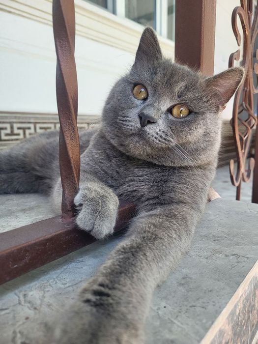 Продаётся кошка скотиш страйд