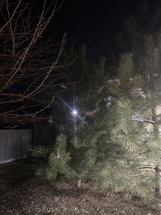 Высокие елки сасны