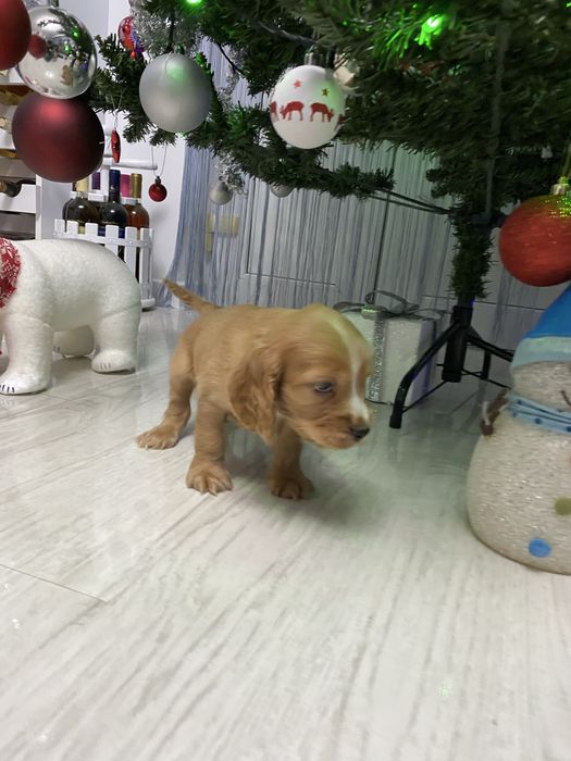Cocker Spaniel disponibil