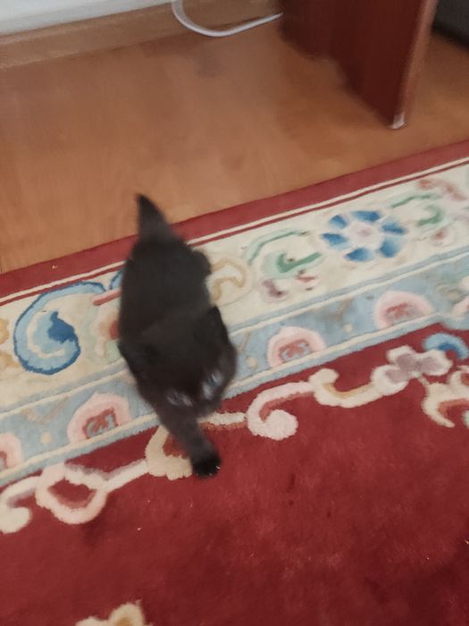 Отдам котёнка в хорошие руки