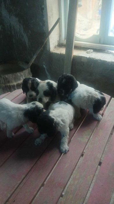 Продажа Спаниели