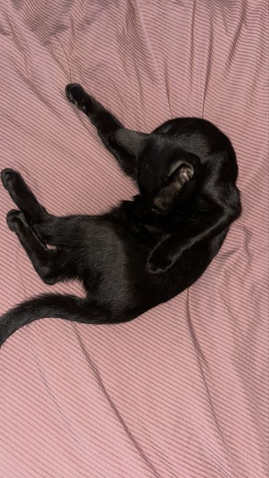 Черная кошка котята