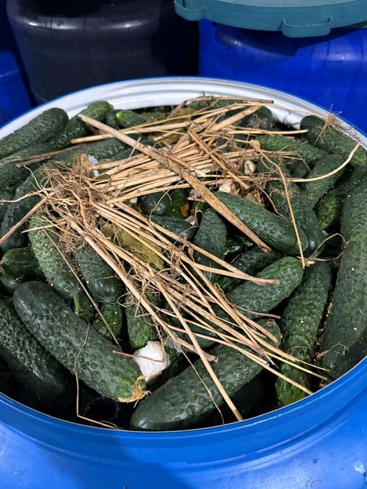 Castraveti murati