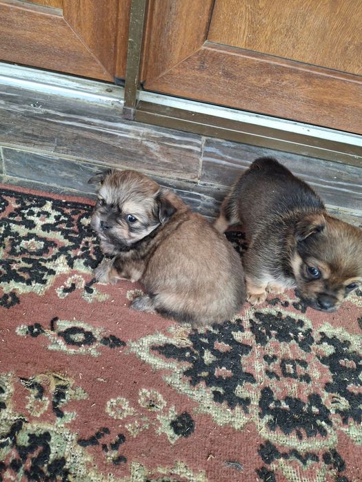 Donez caini pechinez