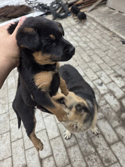 Отдам щенков ВЕО