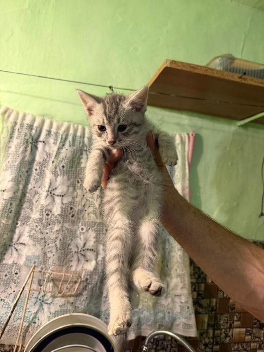 Шотландская прямоухая