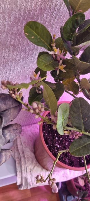 Лимоны ,мандарины.цветут и с плодами