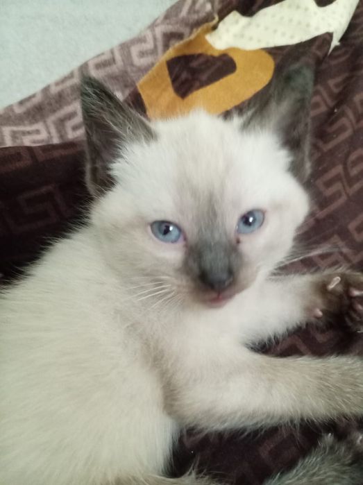 Отдам котят даром