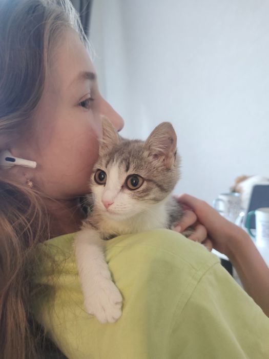 Отдам котенка в добрые руки