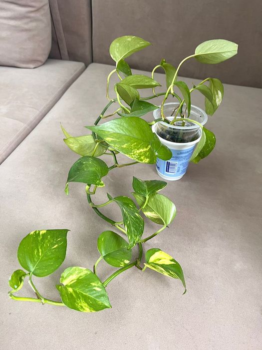 Эпипремнум, Растение очищает воздух