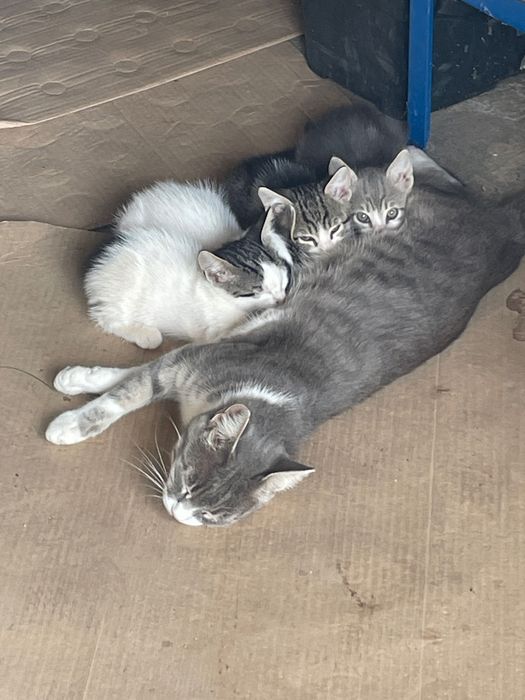 6 малки котенца на 3 месеца