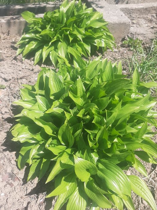 Смородина куст(4)  продам