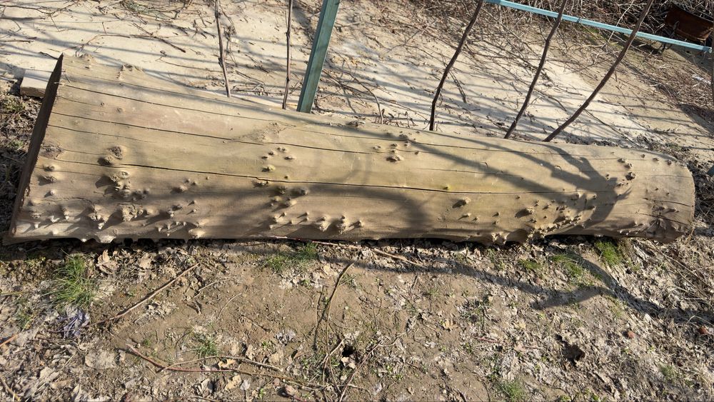 Дрова, Отын бесплатно