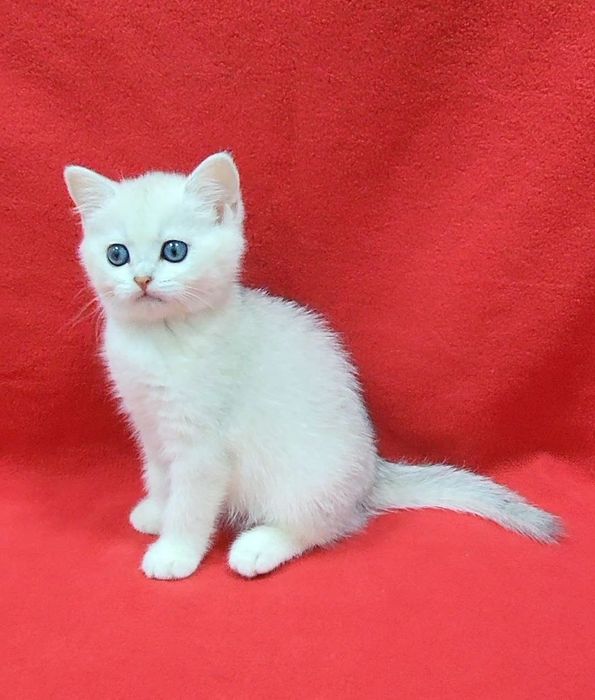 скоттиш страйт Серебристая шиншила девочка