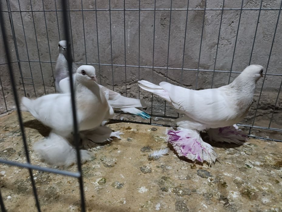 Голубей гребля тяга