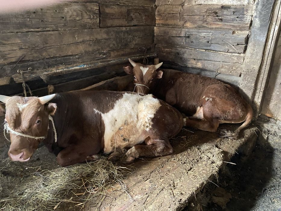 Откорм бычки, откорм бұқалар