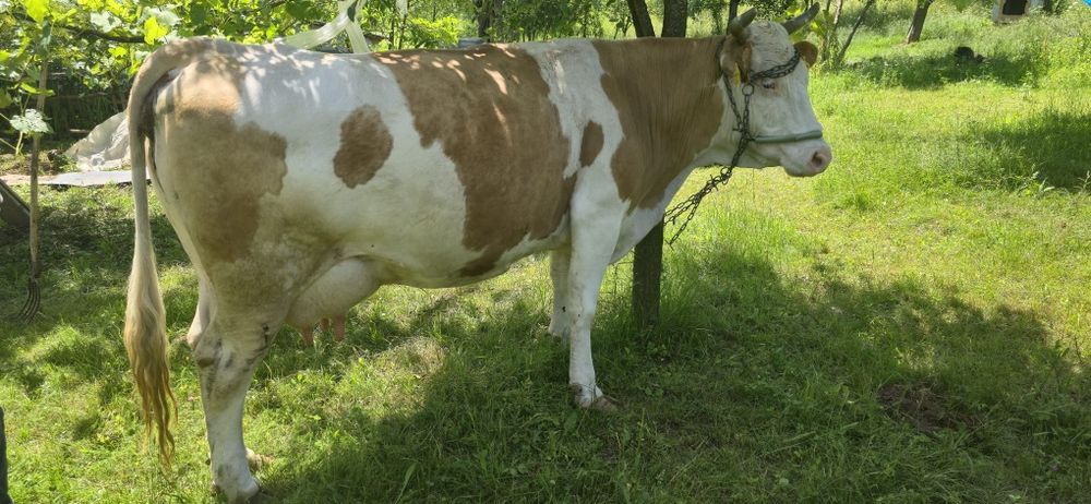 Vacă cu vițel de vânzare