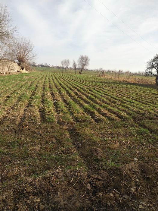 10sutix yer sotiladi