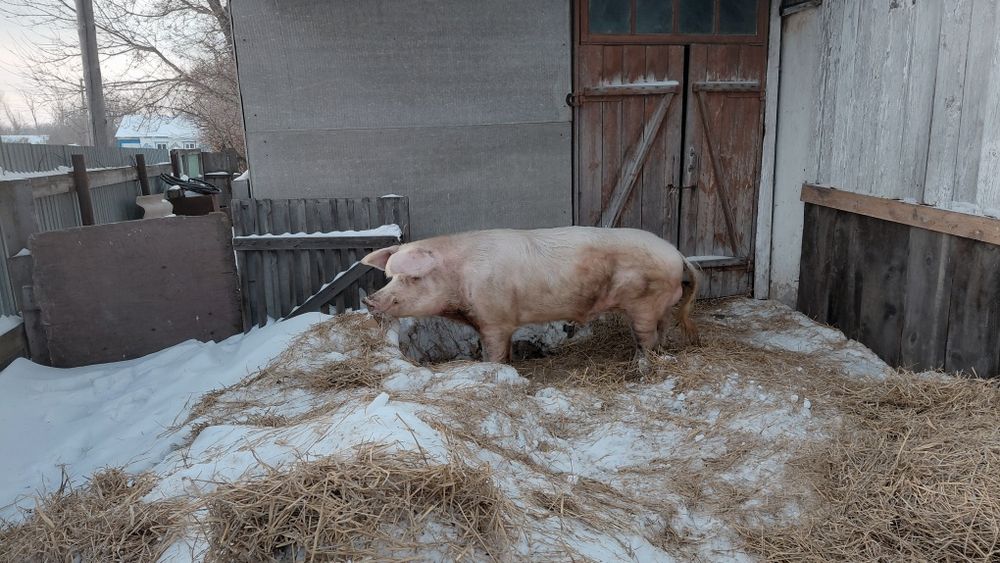 Продам кабана на племя