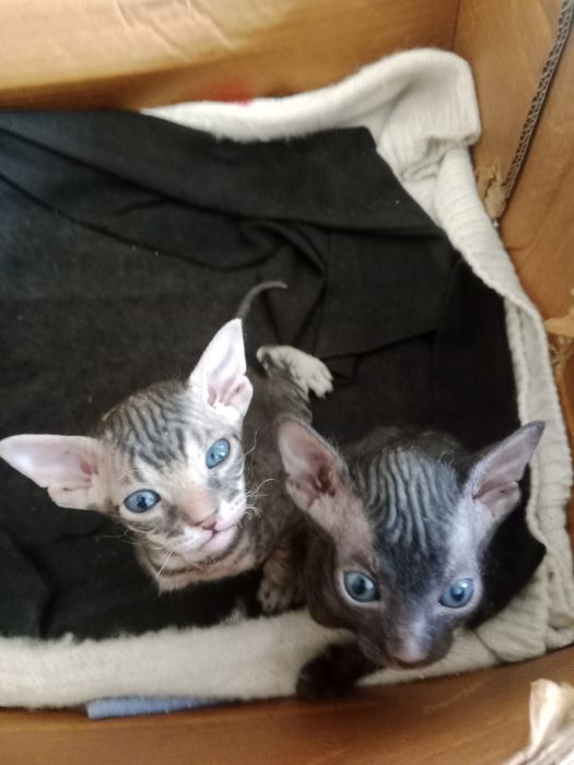 Котята Сфинкс, девочка и мальчик